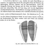 Callidina muelleri - Original description image