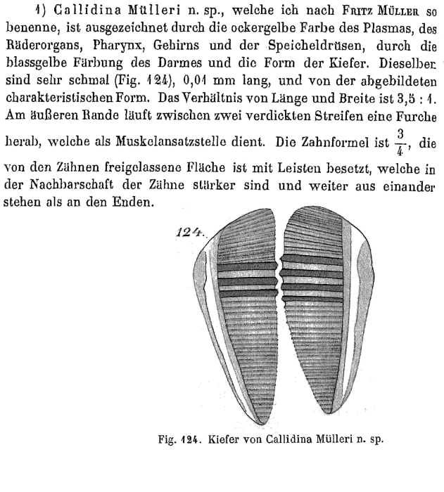 Callidina muelleri - Original description image