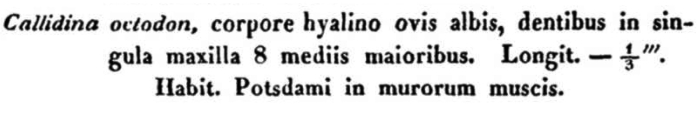 Callidina octodon - Original description image