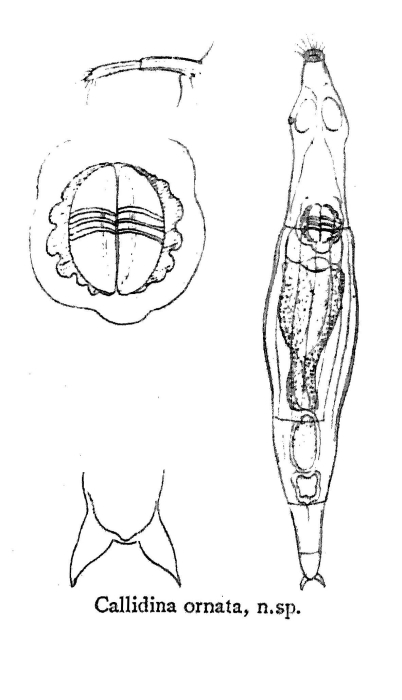 Callidina ornata - Original description image
