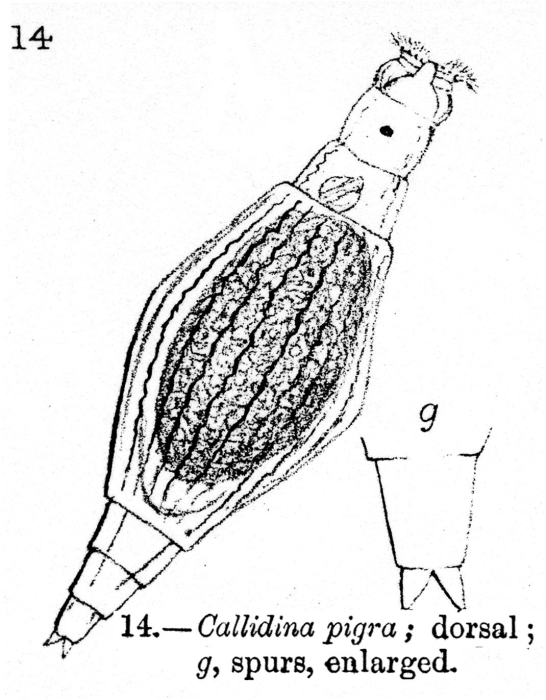 Callidina pigra - Original description image