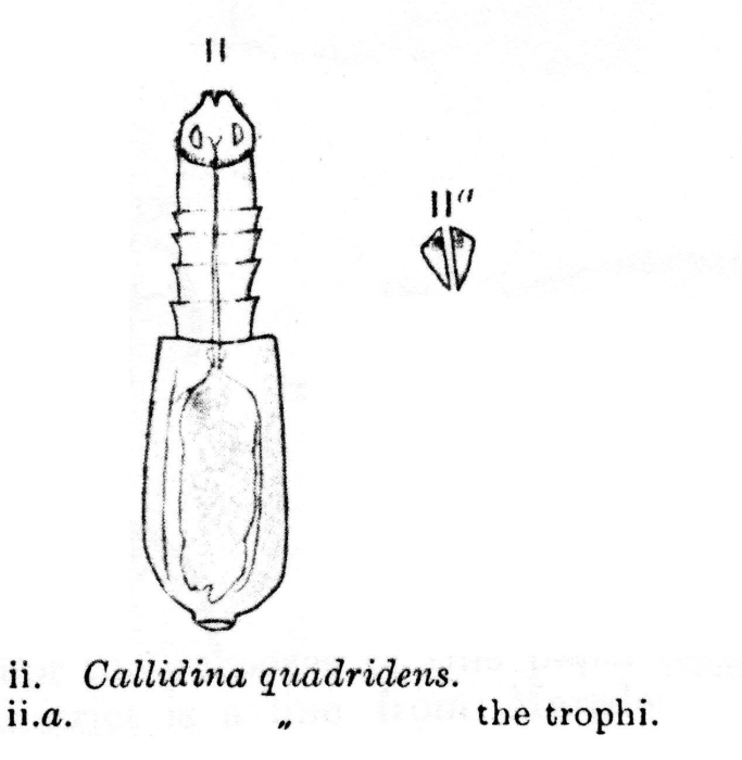 Callidina quadridens - Original description image