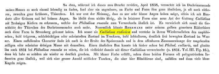 Callidina rediviva - Original description image