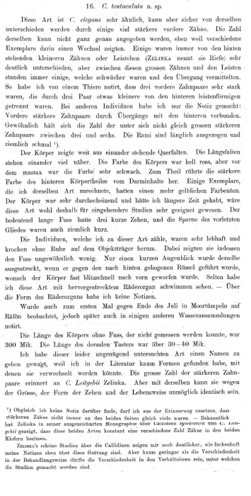 Callidina tentaculata - Original description image