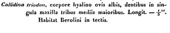 Callidina triodon - Original description image