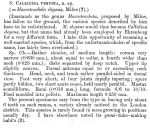 Callidina venusta - Original description image