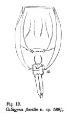 Cathypna flexilis - Original description image
