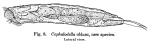Cephalodella ablusa - Original description image