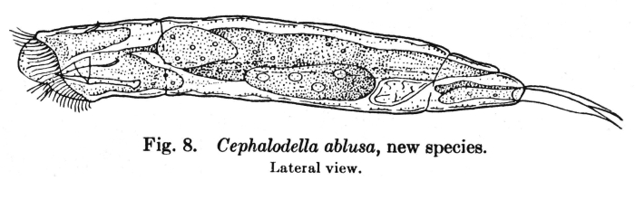 Cephalodella ablusa - Original description image
