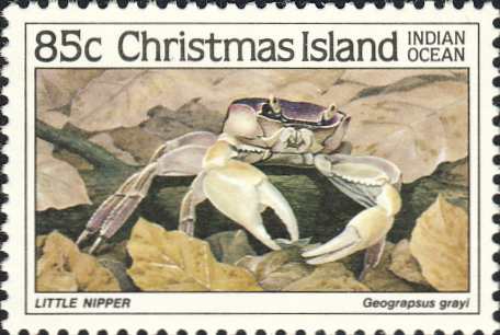 Geograpsus grayi Geograpsus grayi