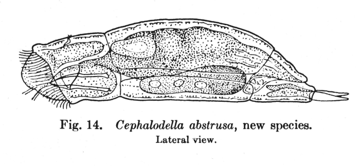 Cephalodella abstrusa - Original description image