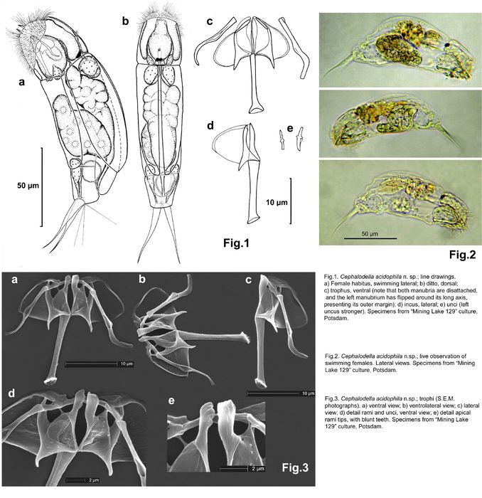 Cephalodella acidophila - Original description image