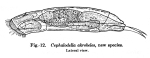Cephalodella akrobeles - Original description image
