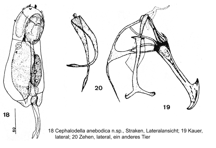 Cephalodella anebodica - Original description image