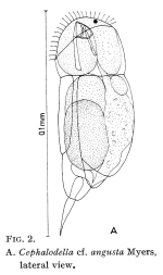 Cephalodella angusta