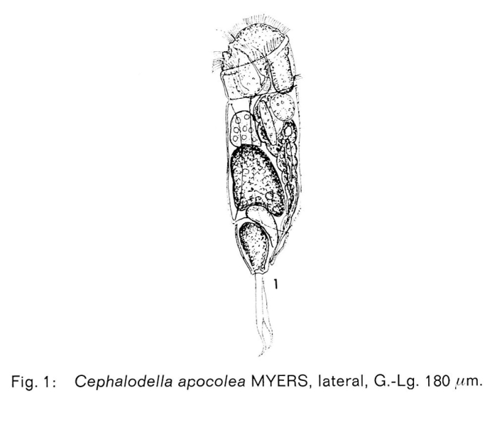 Cephalodella apocolea