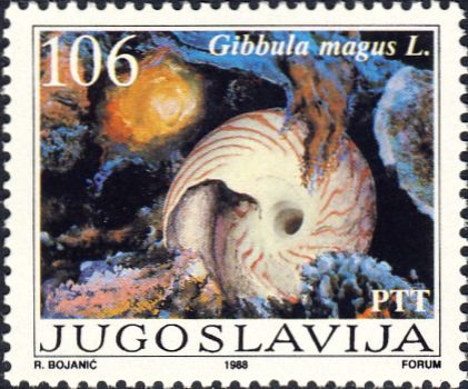 Gibbula magus Gibbula magus