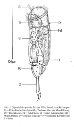 Cephalodella apocolea