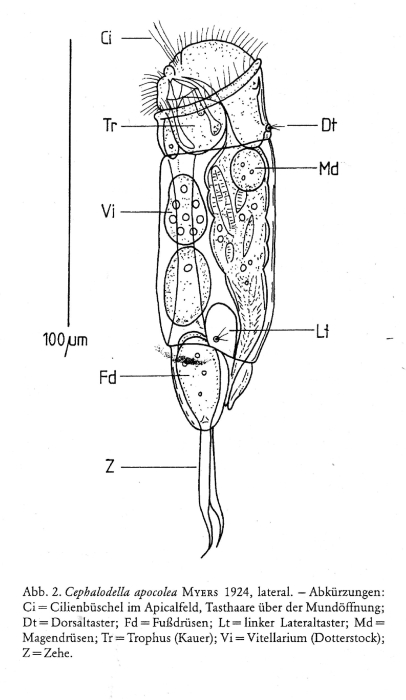 Cephalodella apocolea