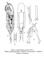 Cephalodella apocolea