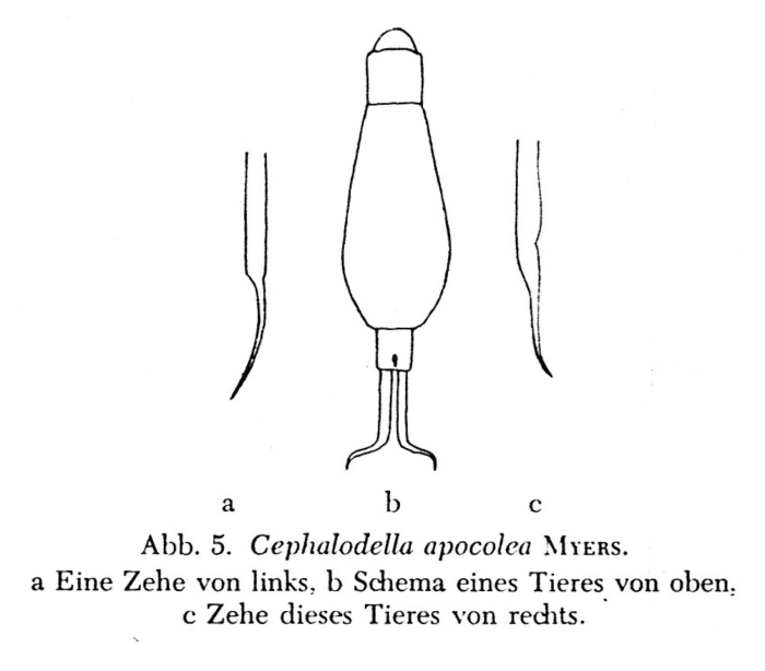 Cephalodella apocolea