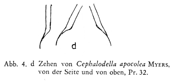 Cephalodella apocolea