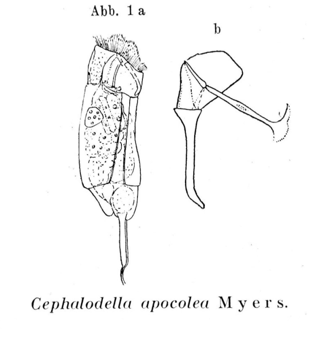 Cephalodella apocolea