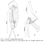 Cephalodella apocolea