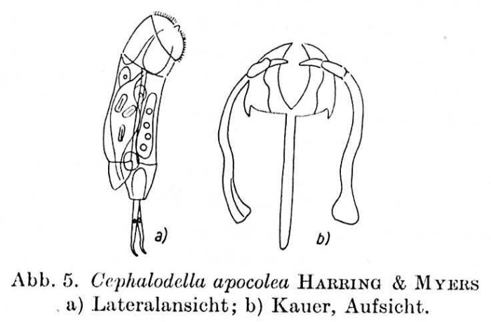 Cephalodella apocolea