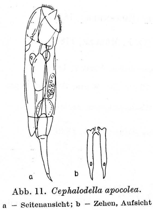 Cephalodella apocolea