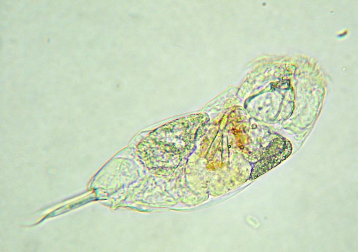 Cephalodella apocolea
