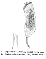 Cephalodella apocolea - Original description image