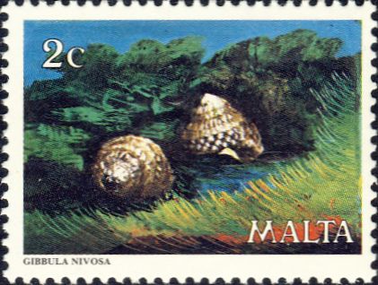 Gibbula nivosa Gibbula nivosa