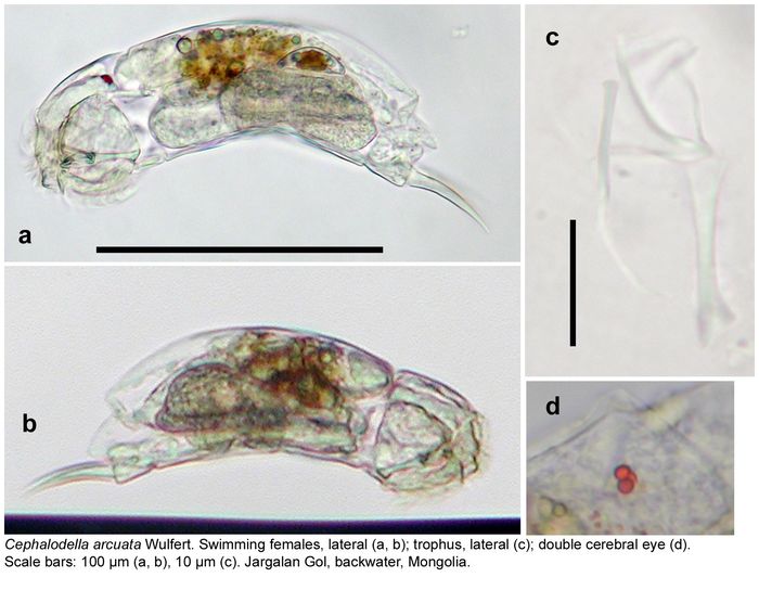 Cephalodella arcuata