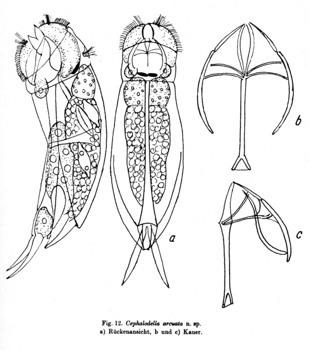 Cephalodella arcuata - Original description image