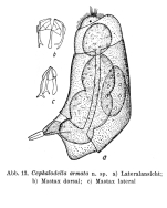 Cephalodella armata - Original description image