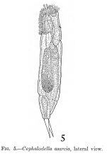 Cephalodella asarcia - Original description image