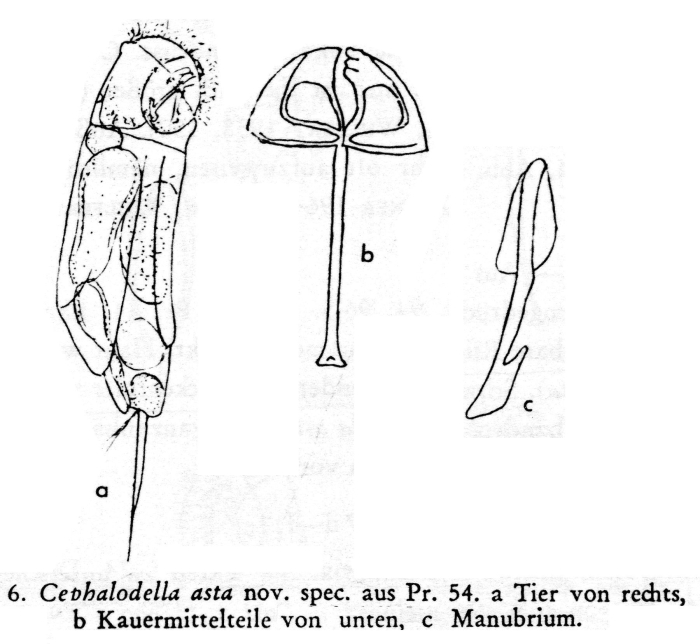 Cephalodella asta - Original description image