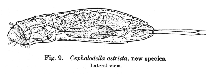 Cephalodella astricta - Original description image
