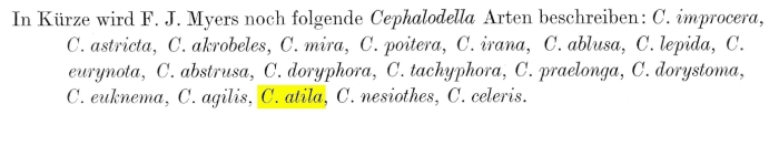 Cephalodella atila - Original description image