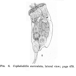 Cephalodella auriculata