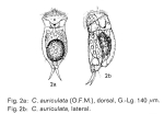 Cephalodella auriculata