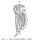 Cephalodella auriculata