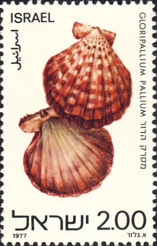 Gloripallium pallium Gloripallium pallium