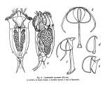 Cephalodella auriculata