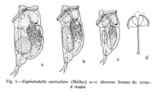 Cephalodella auriculata