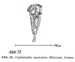 Cephalodella auriculata