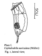 Cephalodella auriculata