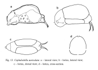 Cephalodella auriculata