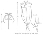 Cephalodella auriculata
